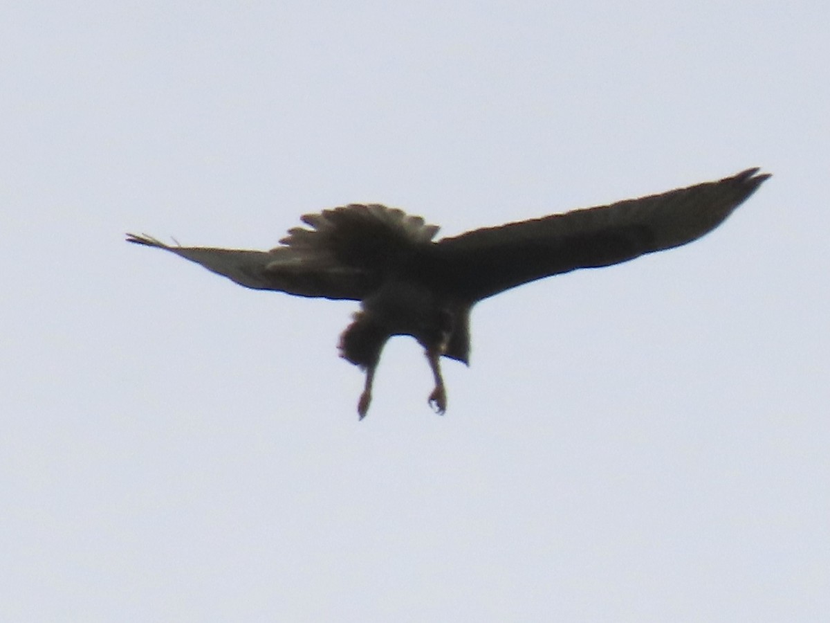 Ferruginous Hawk - ML413215901