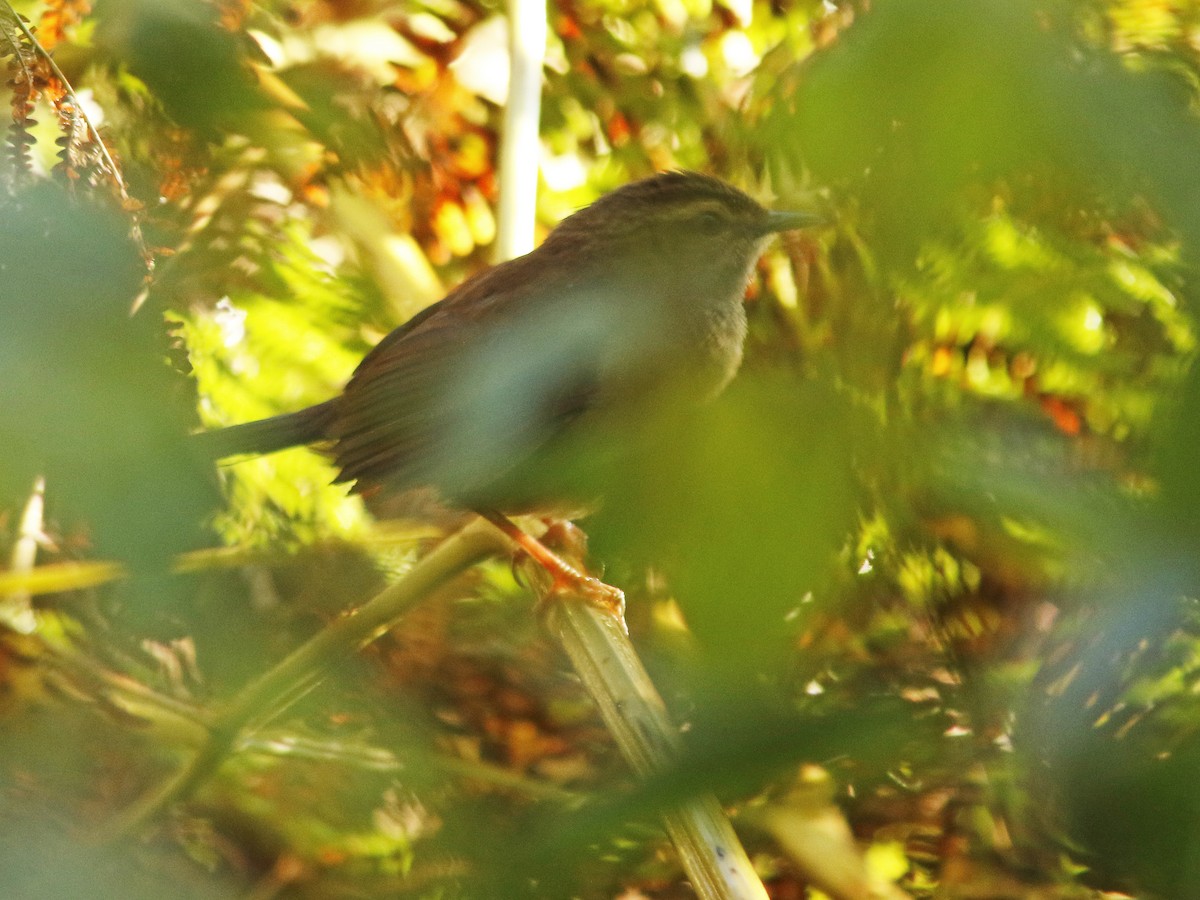 Evergreen-forest Warbler - ML413218101
