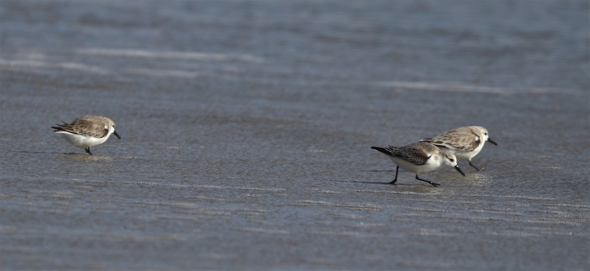 Sanderling - MA 2