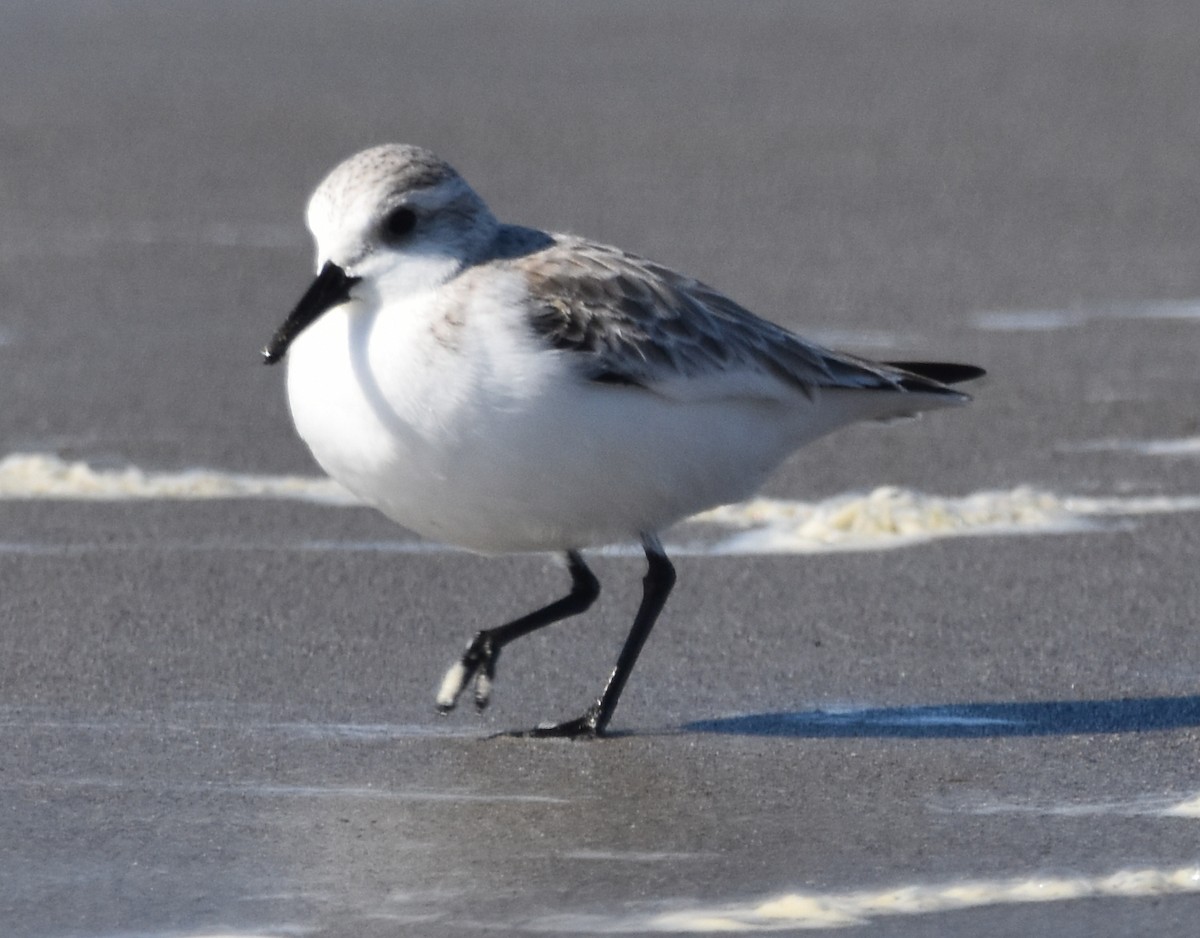 Sanderling - ML413218801