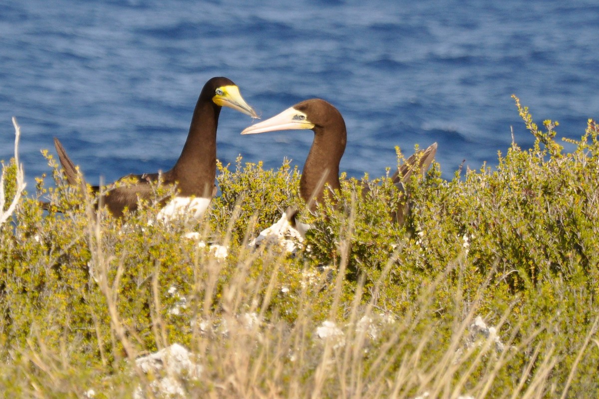 Brown Booby - ML413219981
