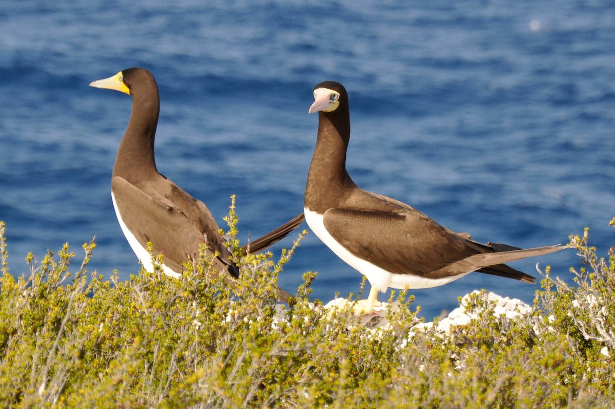 Brown Booby - ML413219991