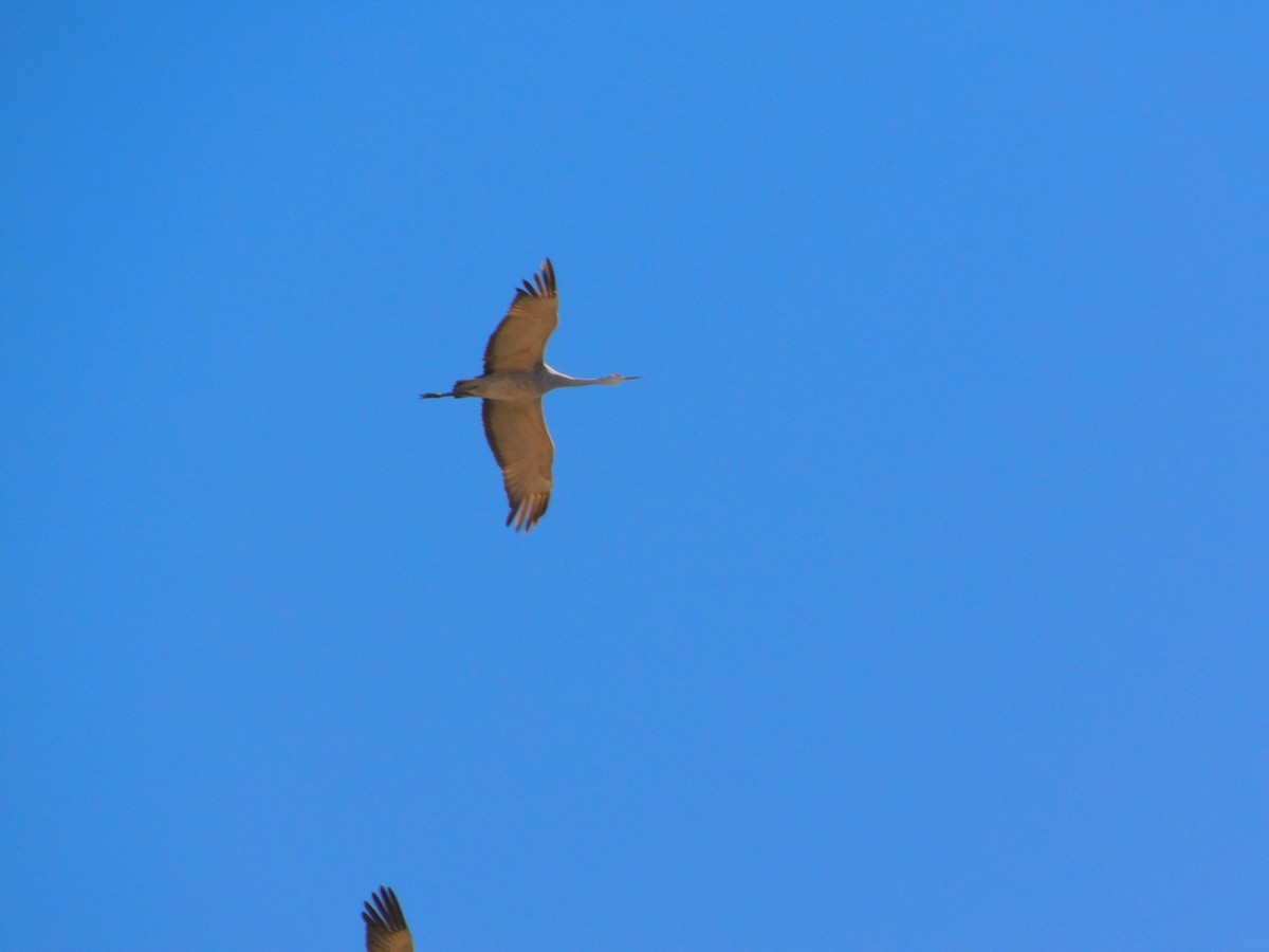 Grulla Canadiense - ML413220251