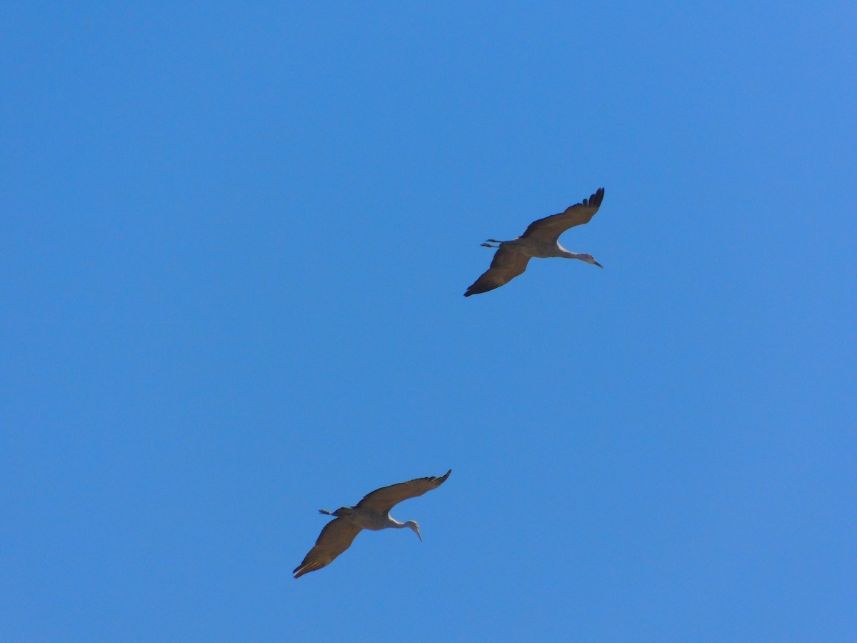 Sandhill Crane - ML413220291