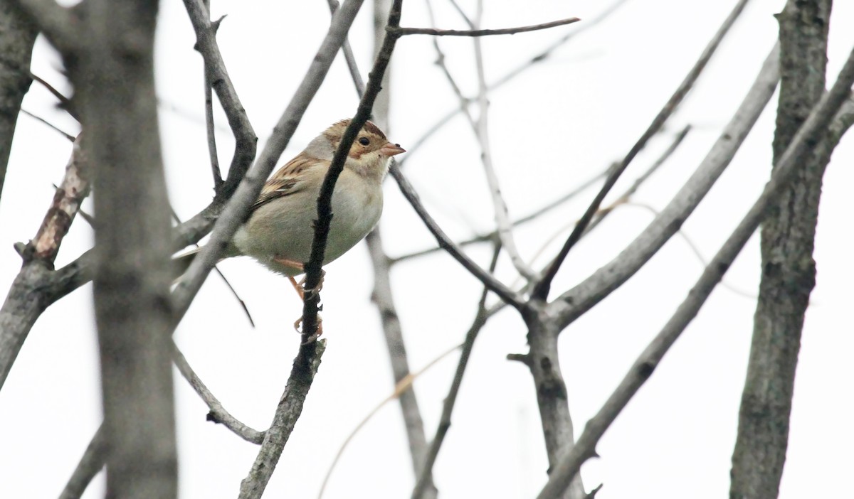 Clay-colored Sparrow - ML41322091
