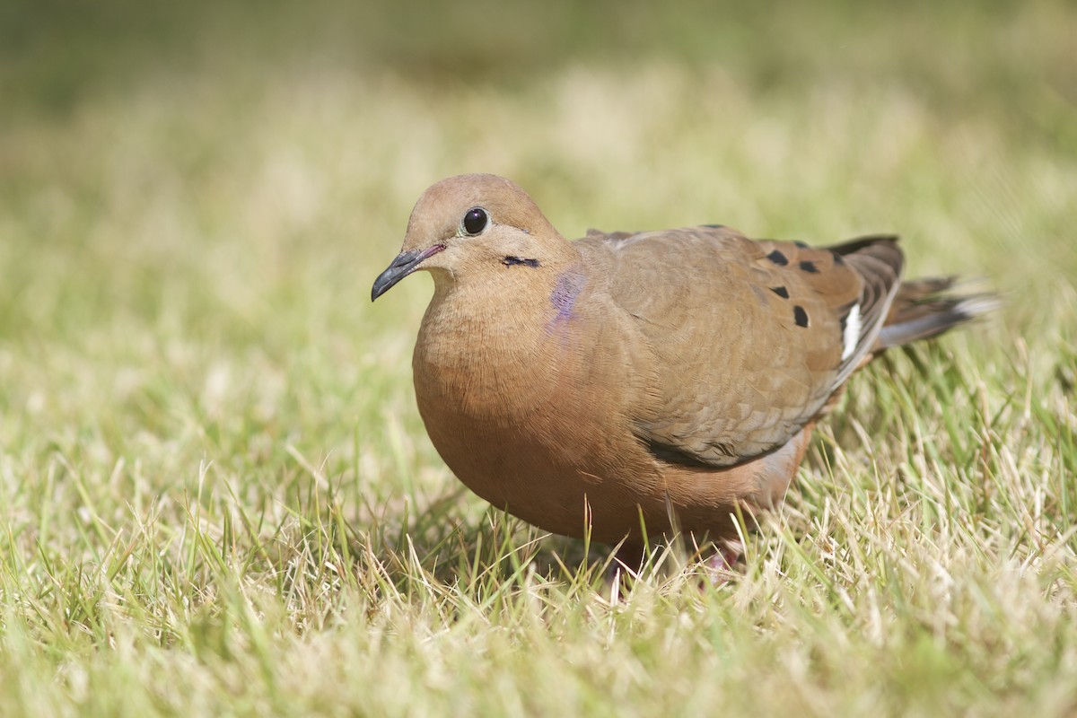 Zenaida Dove - Doug Hitchcox