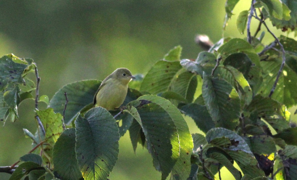 Yellow Warbler - ML41322201