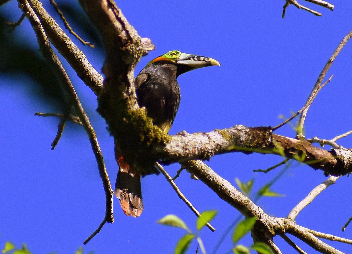 Spot-billed Toucanet - ML413222191