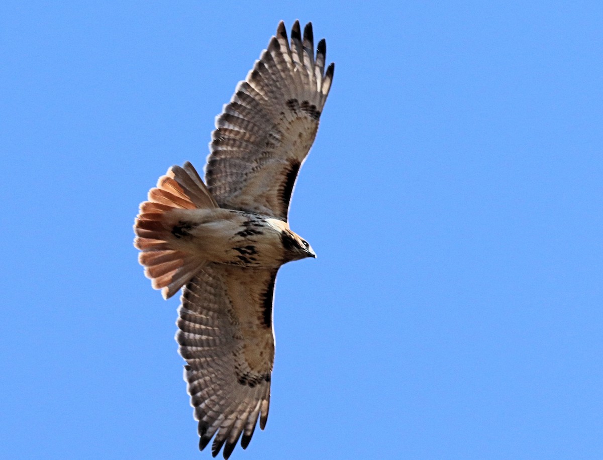 Red-tailed Hawk - ML413222501