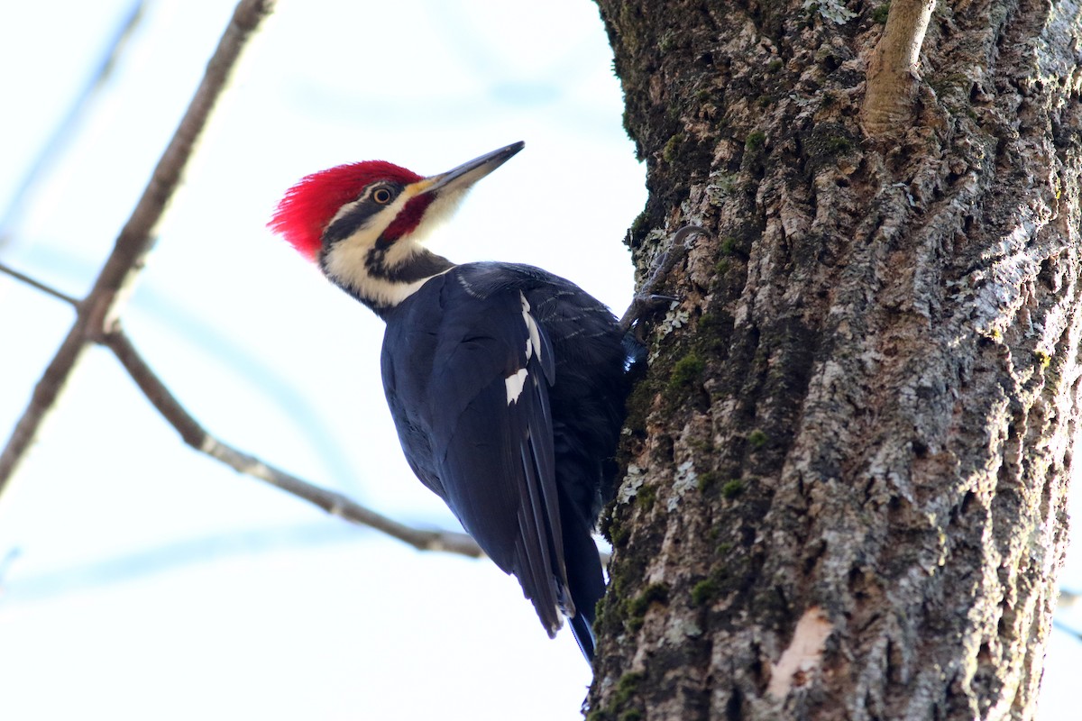 Pileated Woodpecker - ML413223251