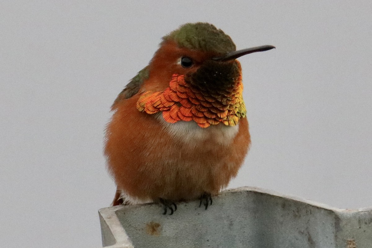 Colibrí de Allen - ML413223911