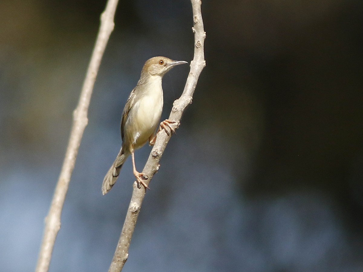 Coastal Cisticola - ML413224421