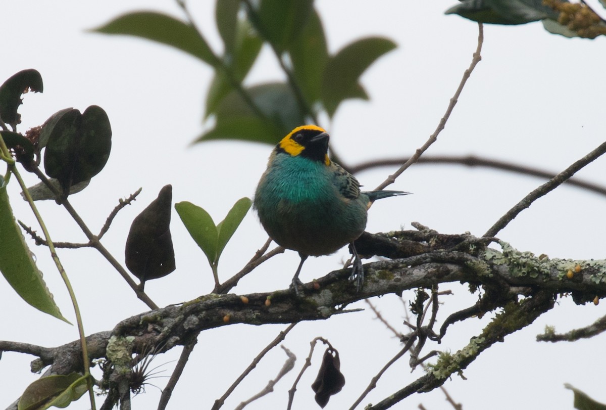 Saffron-crowned Tanager - ML413224441
