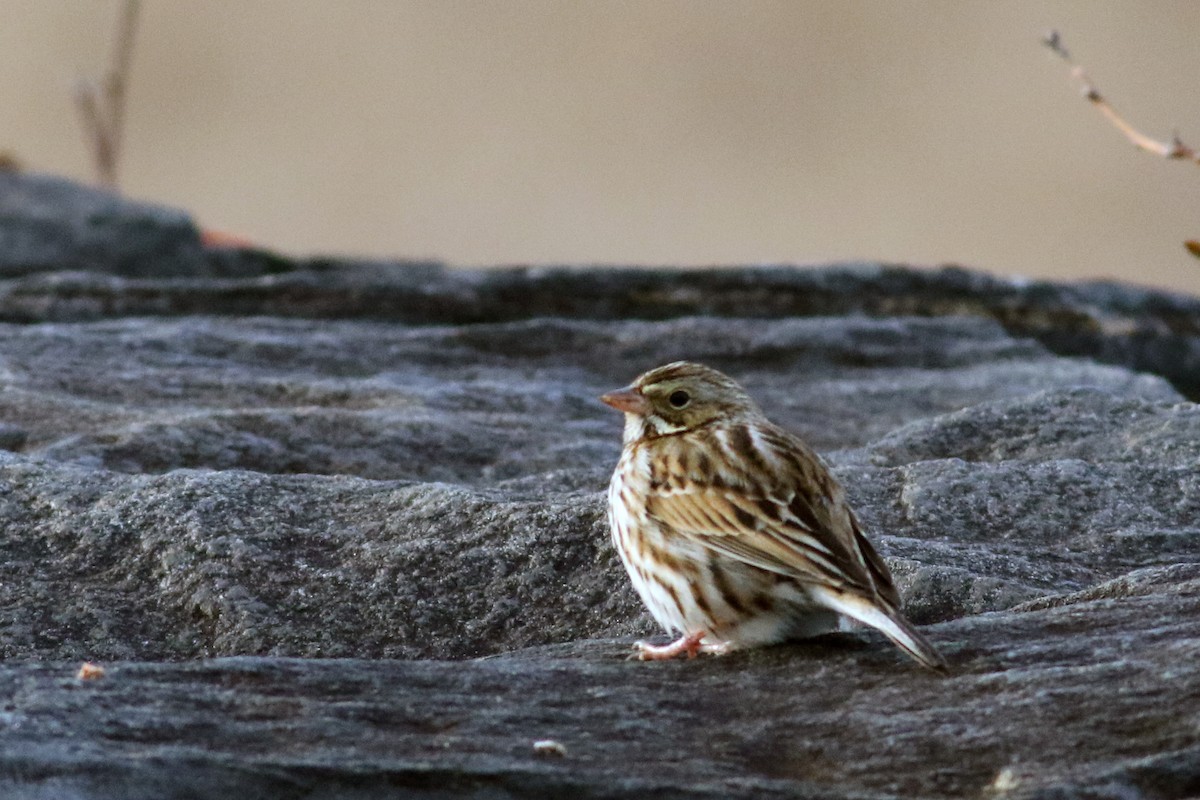 Savannah Sparrow - ML413225151
