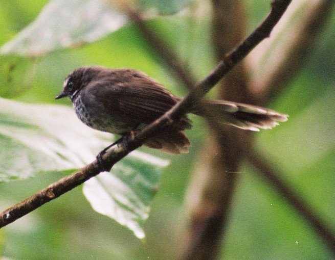 Pohnpei Fantail - Michel-Gilles MARIA-SUBE