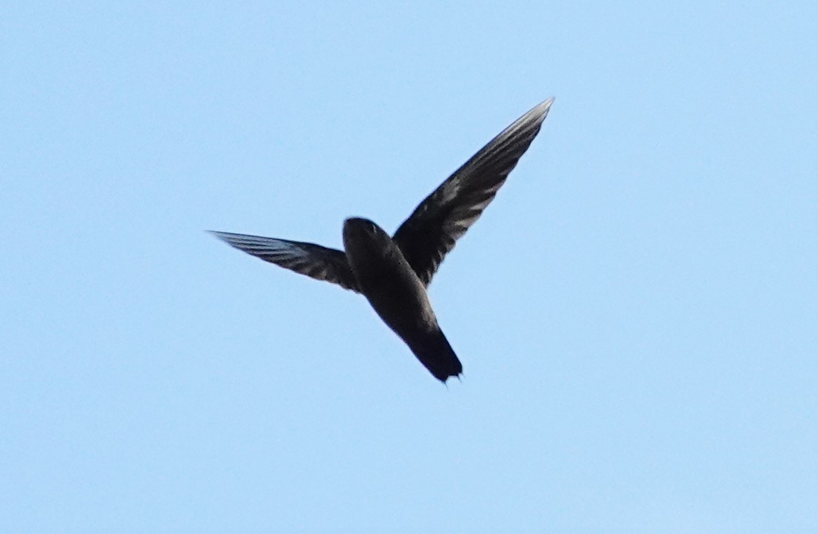 Band-rumped Swift - ML413226081