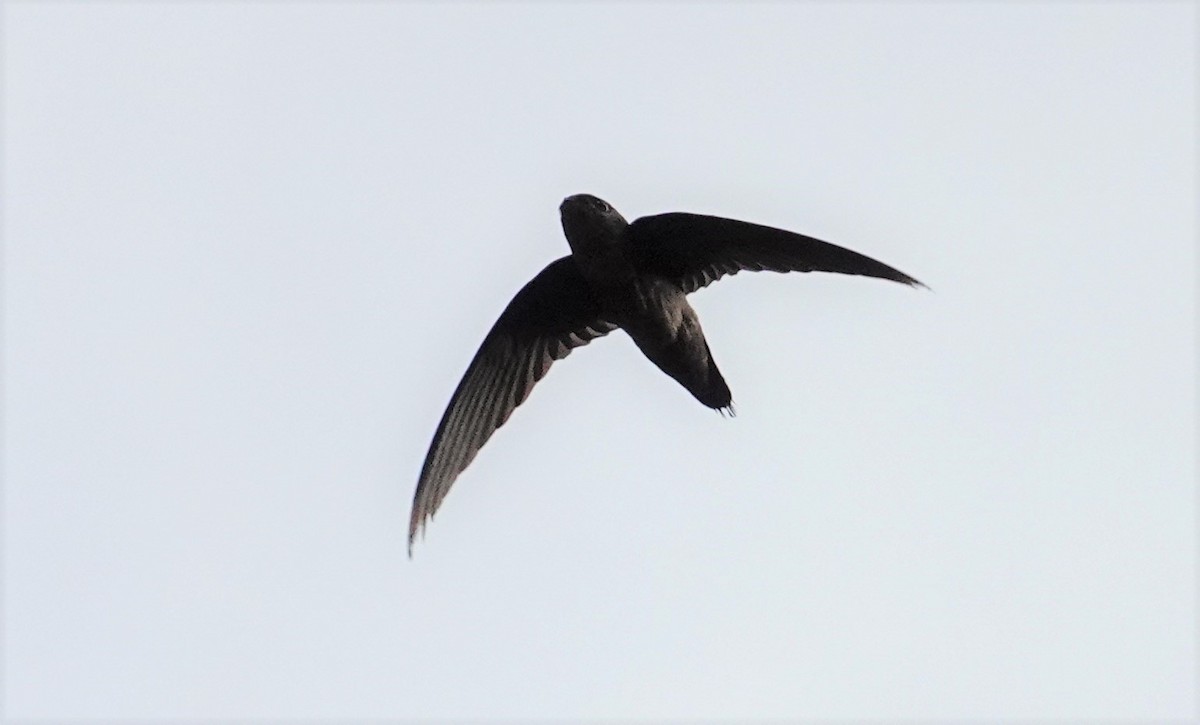 Band-rumped Swift - ML413226101