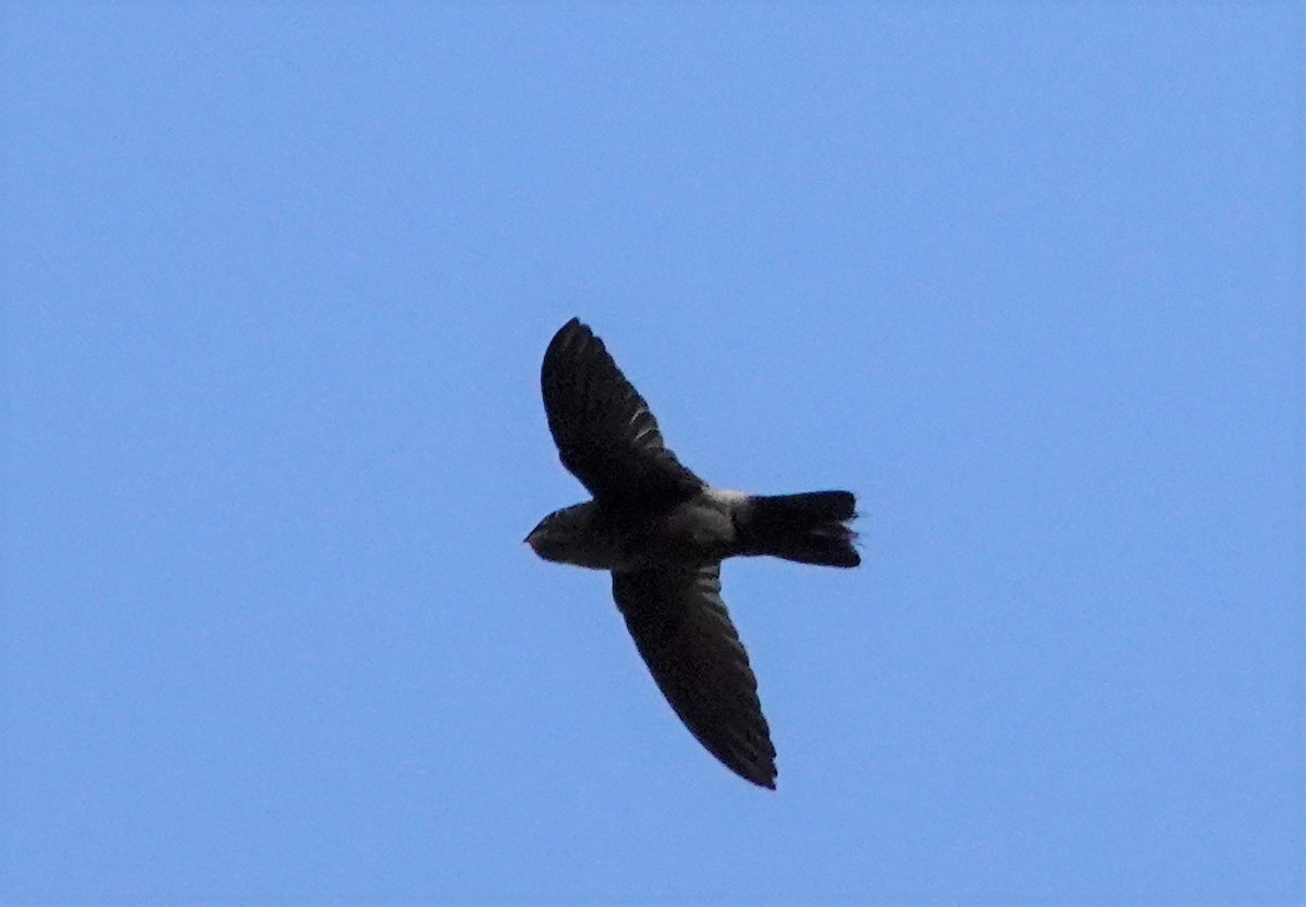 Band-rumped Swift - Paul Prior