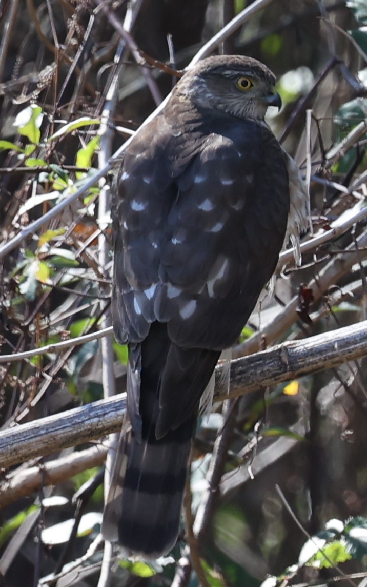 Sharp-shinned Hawk - ML413228031