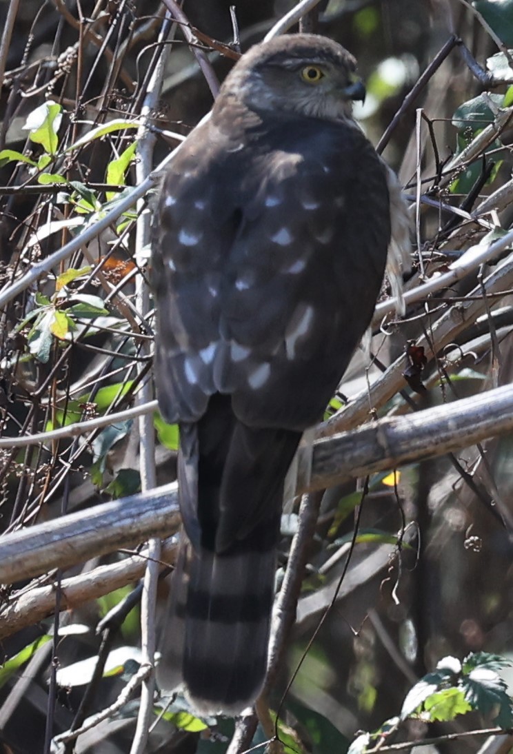Sharp-shinned Hawk - ML413228051