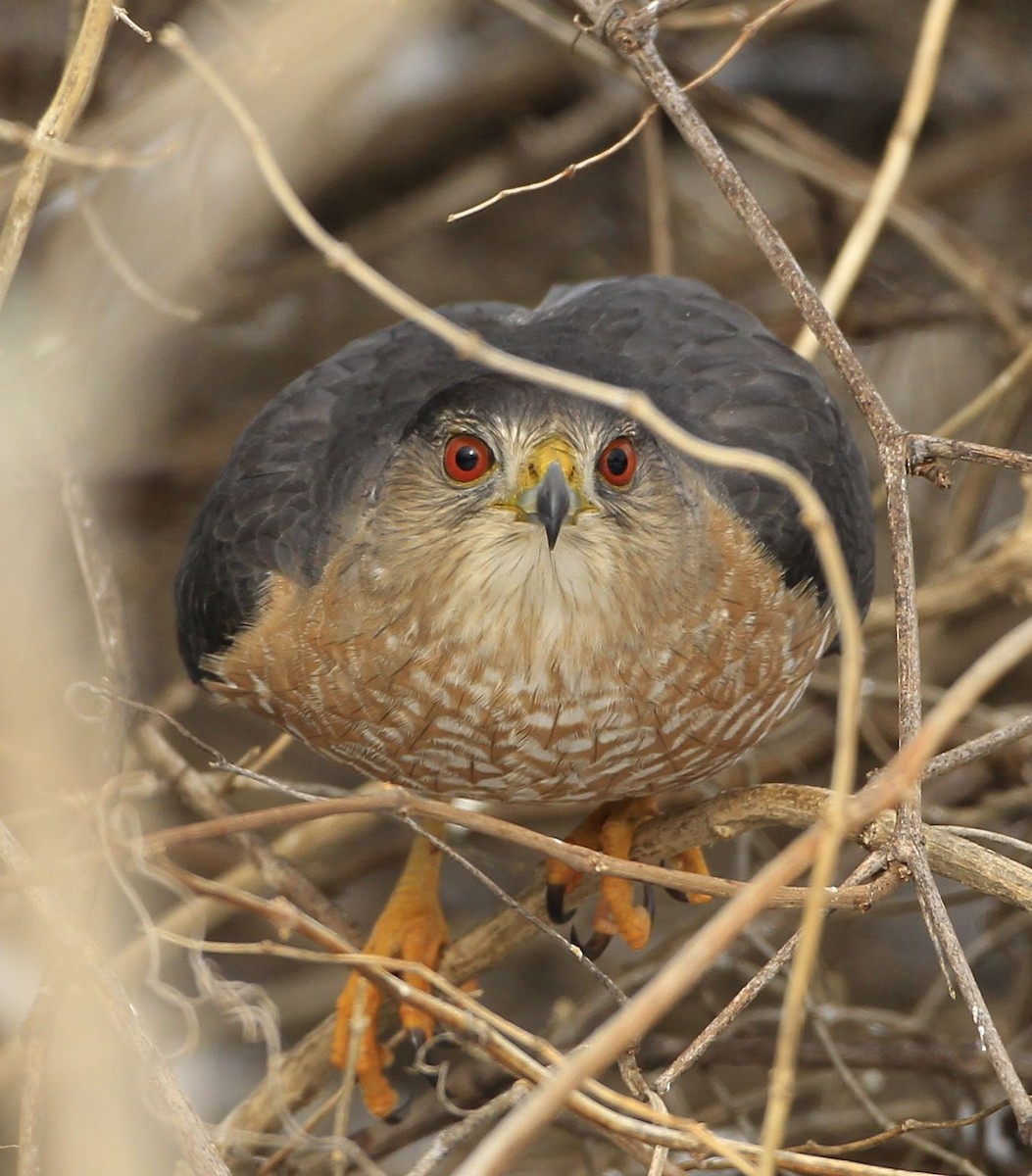 Cooper's Hawk - James Kinderman