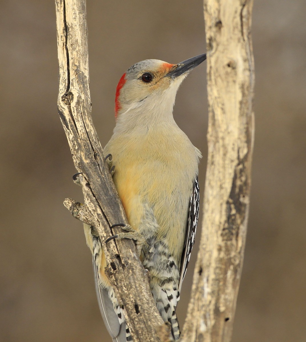 Red-bellied Woodpecker - James Kinderman