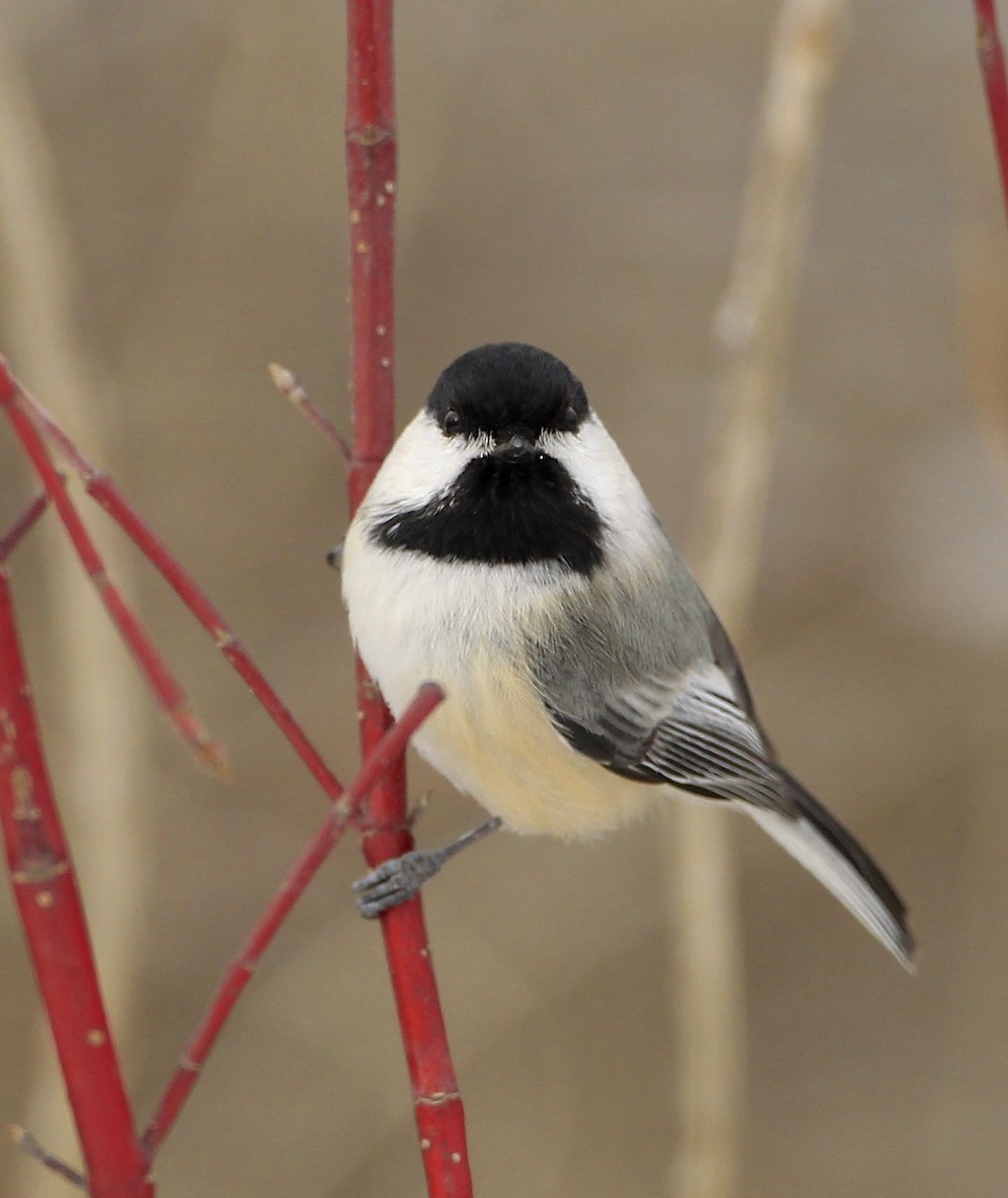 Black-capped Chickadee - James Kinderman