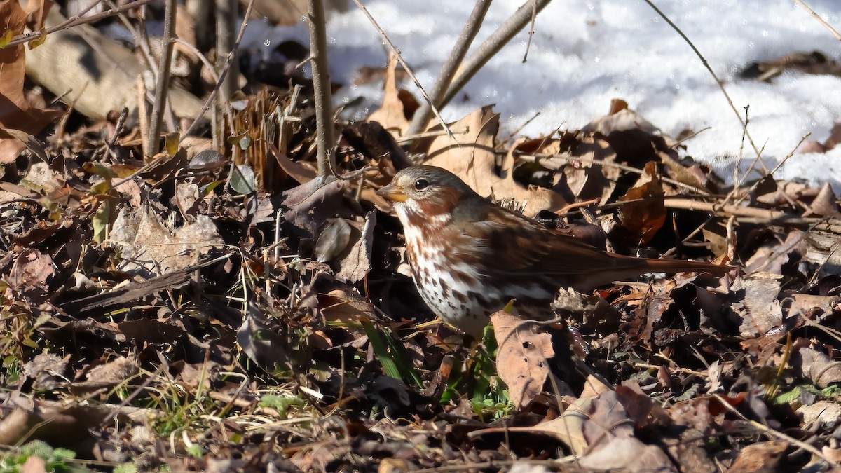 Fox Sparrow - Kelly Panneck