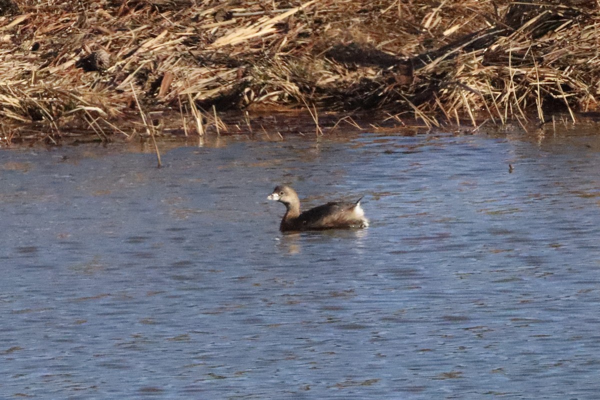 Pied-billed Grebe - ML413231251