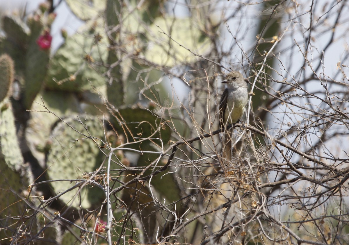 Nutting's Flycatcher - ML413233981