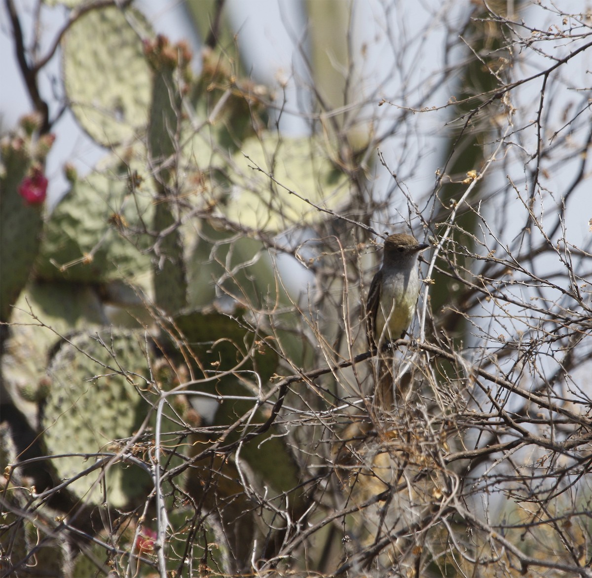 Nutting's Flycatcher - ML413233991