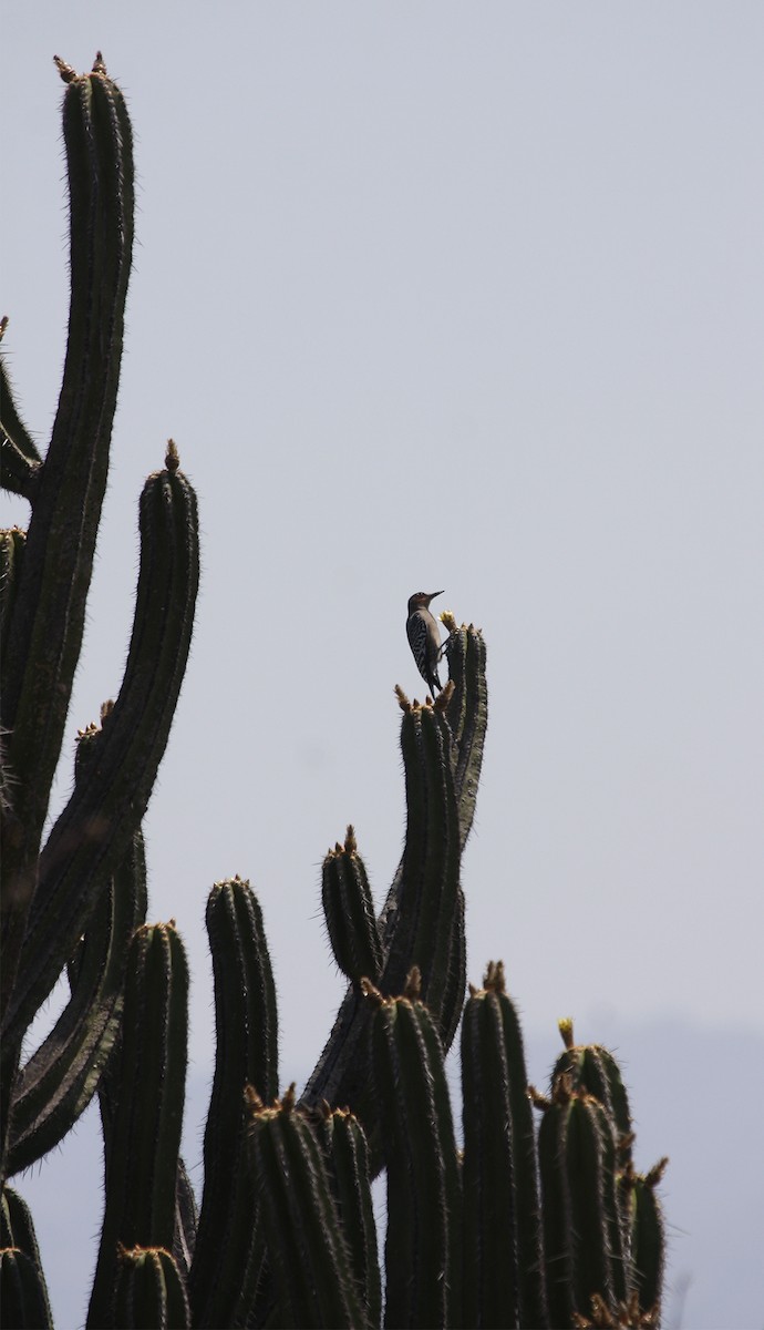 Gray-breasted Woodpecker - ML413234021
