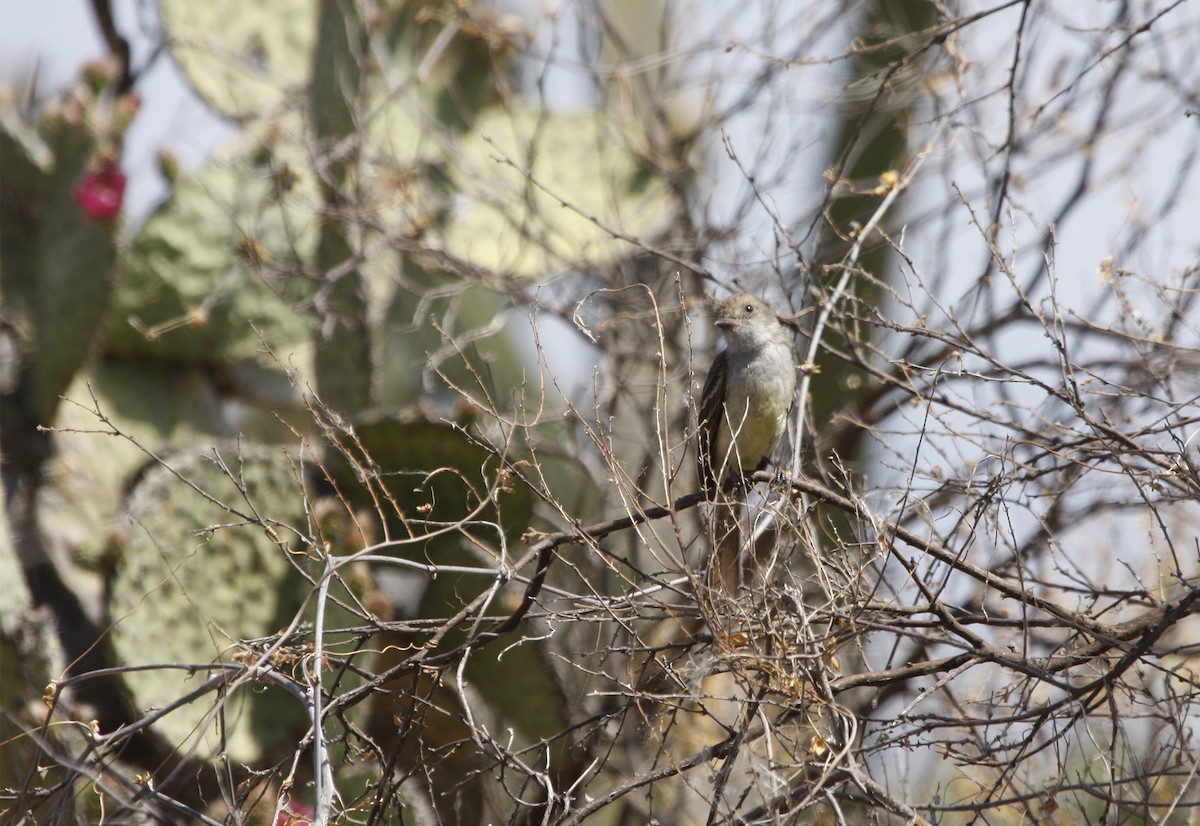 Nutting's Flycatcher - ML413234031
