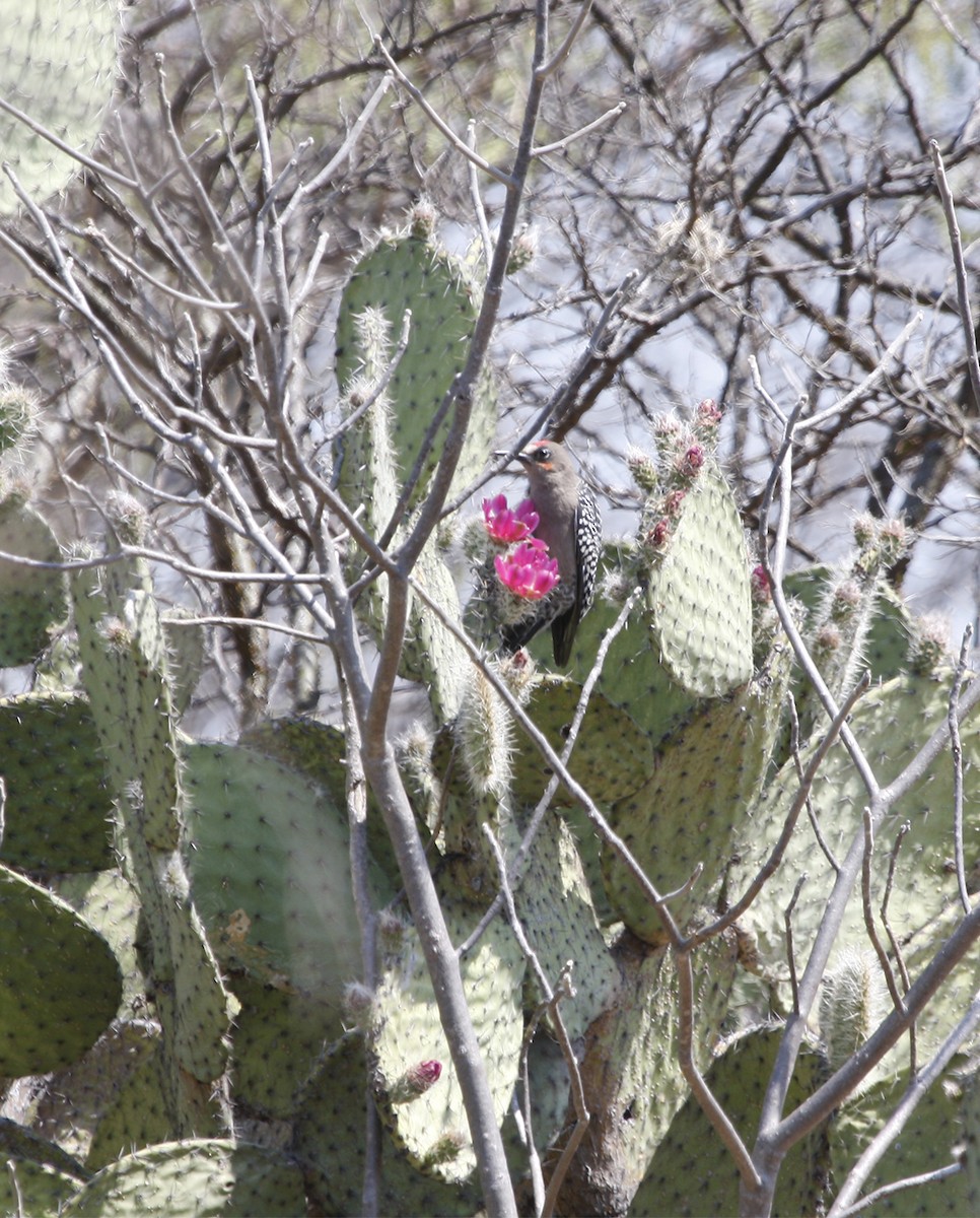 Gray-breasted Woodpecker - ML413234061
