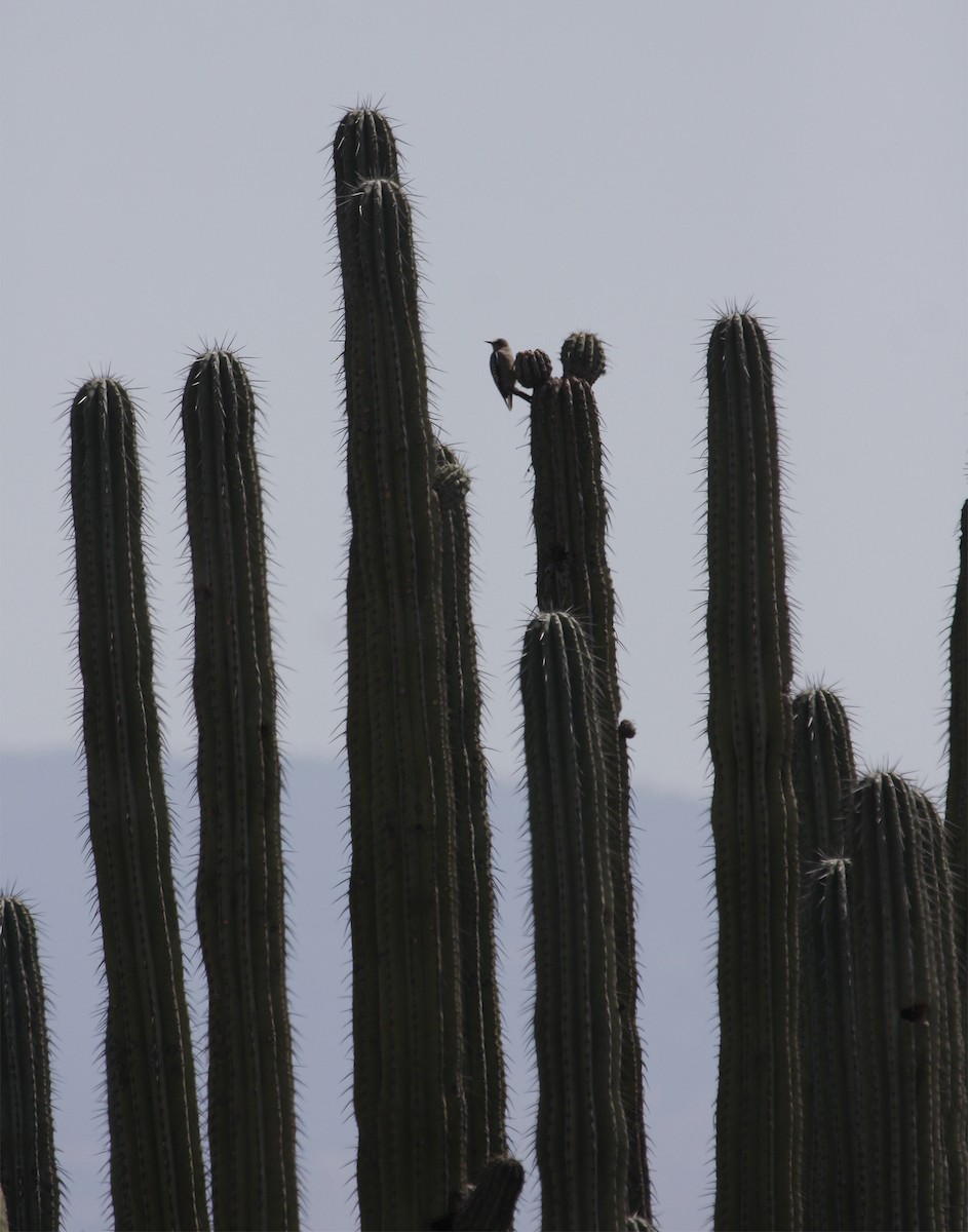 Gray-breasted Woodpecker - ML413234171