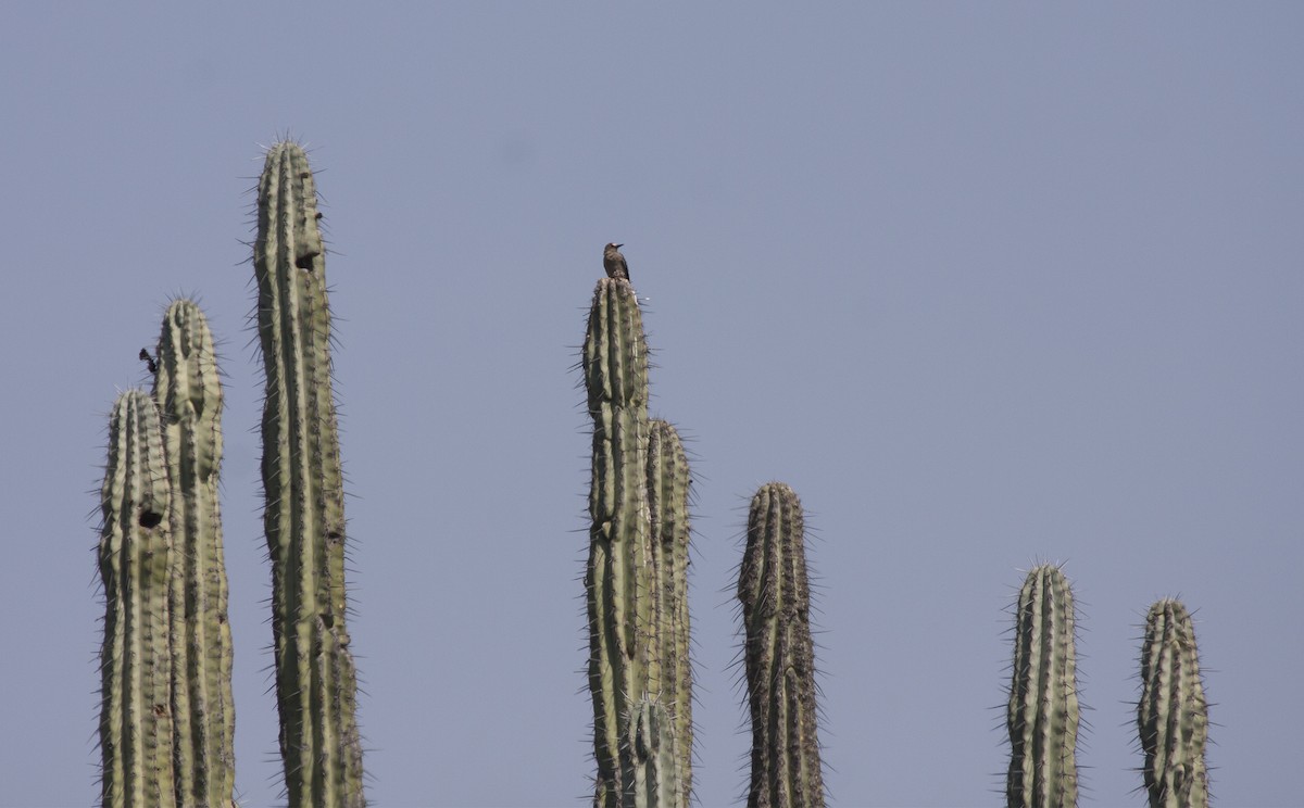 Gray-breasted Woodpecker - ML413234201
