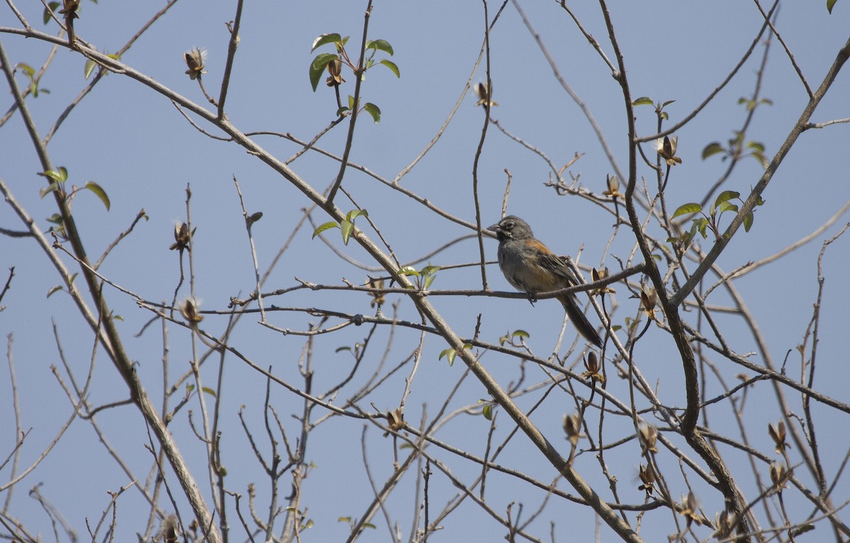 Bridled Sparrow - ML413234581
