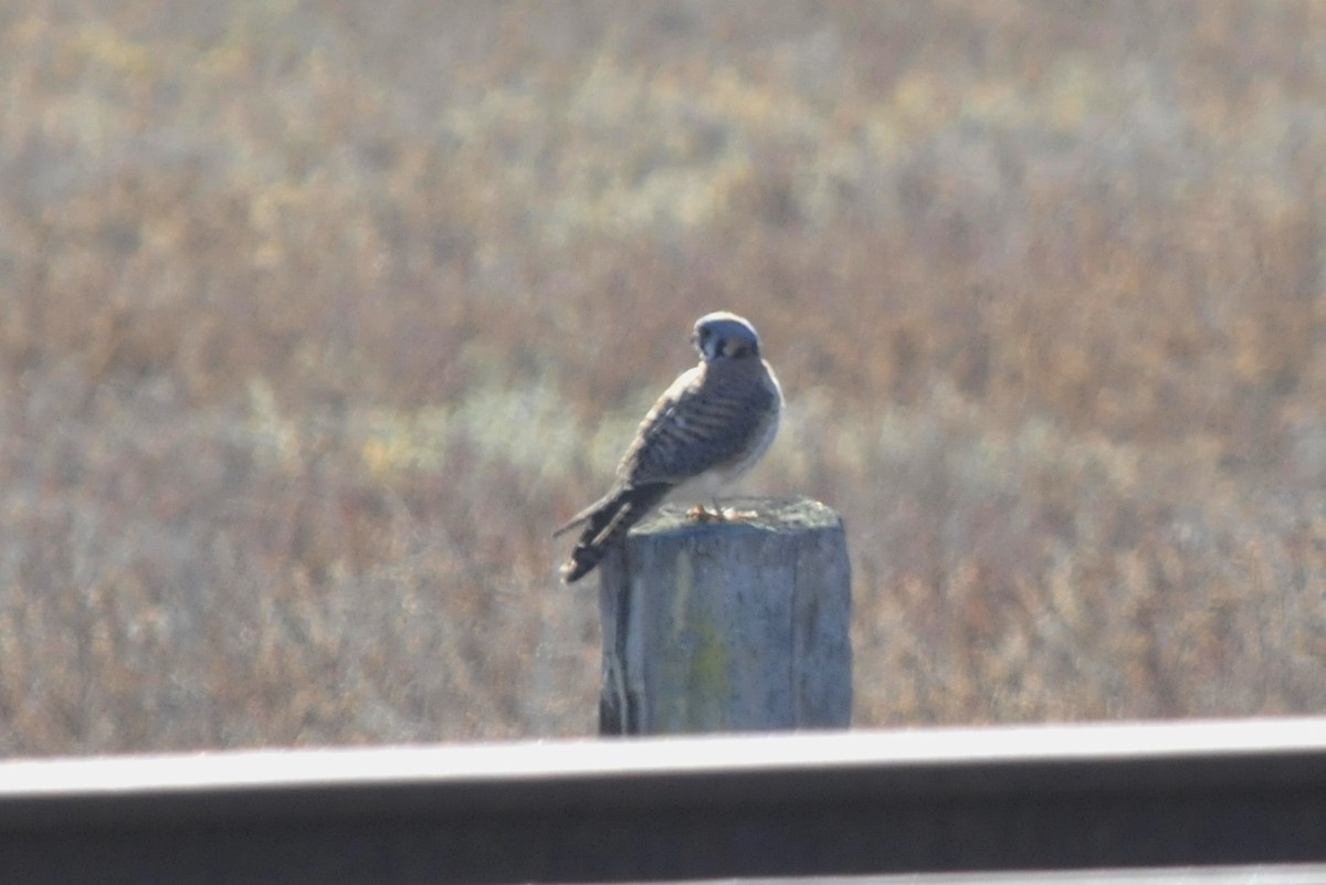 American Kestrel - ML41323461