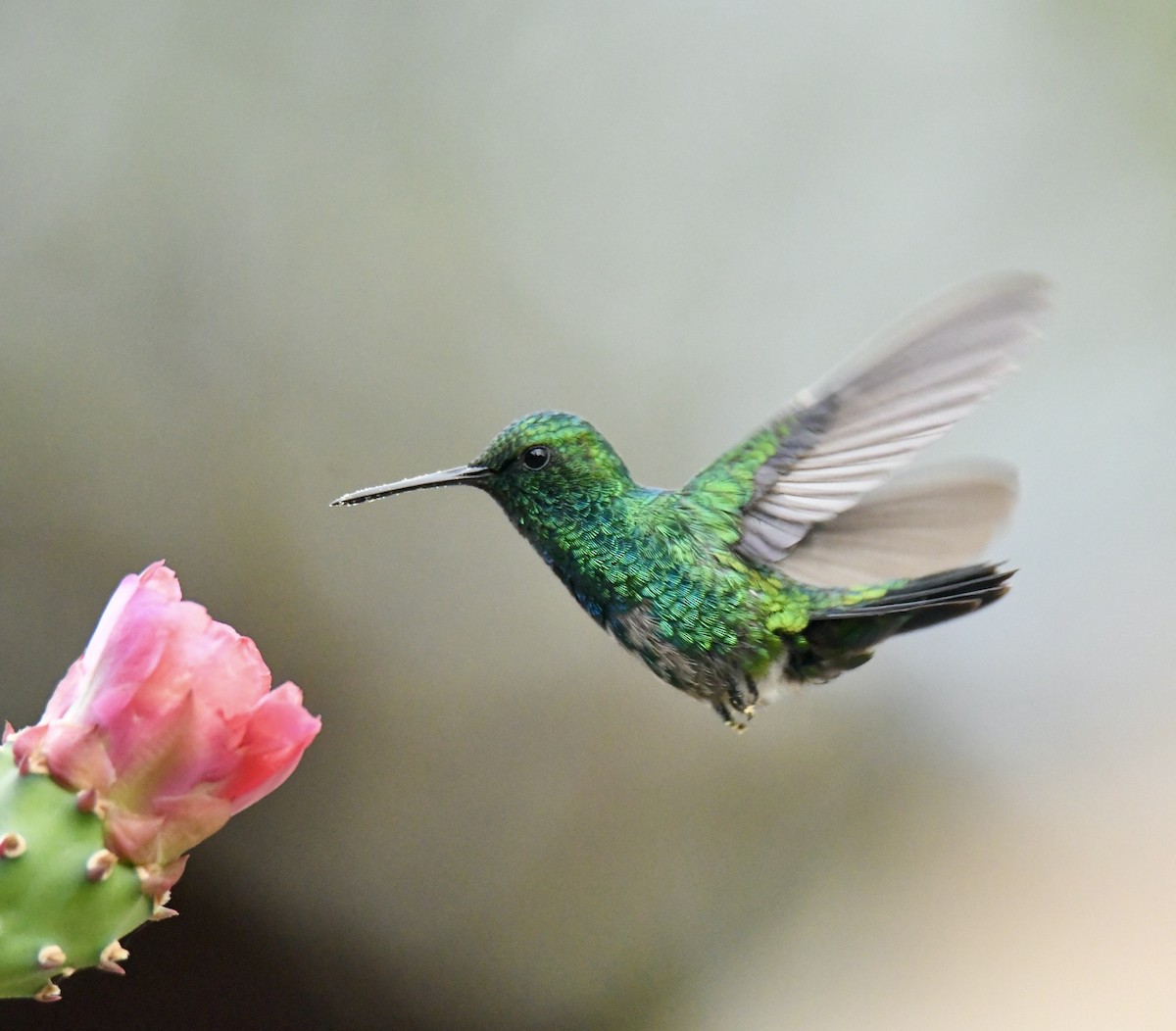 Blue-tailed Emerald - Diana Stephens