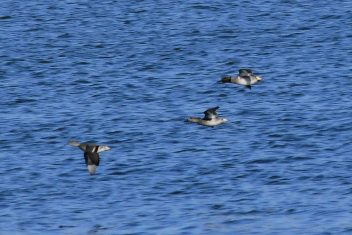 Green-winged Teal - ML41323681