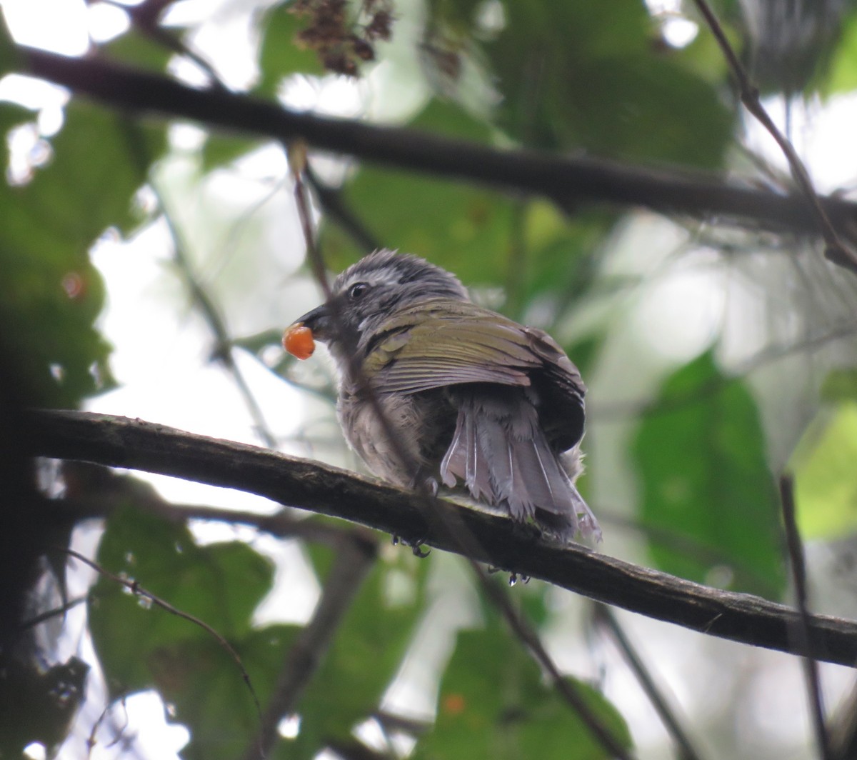 Green-winged Saltator - João Menezes