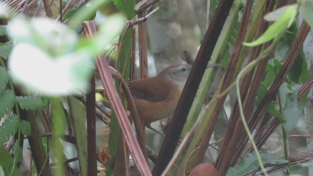 Long-billed Wren - ML413237561