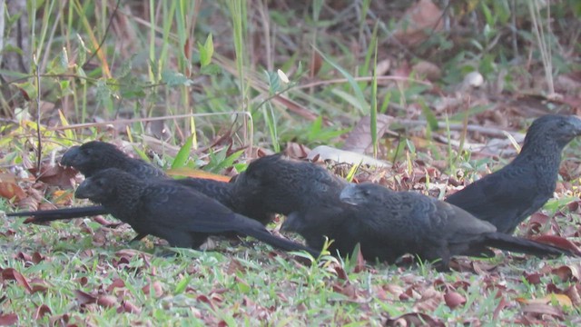 Smooth-billed Ani - ML413237601