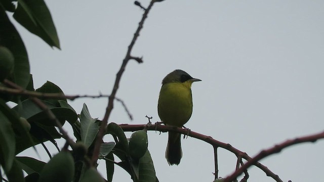 Southern Yellowthroat - ML413240141