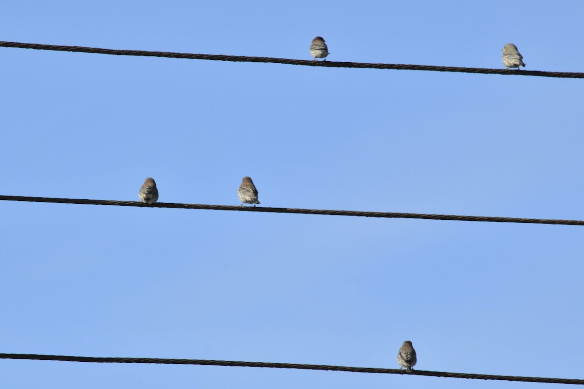 House Finch - ML41324031