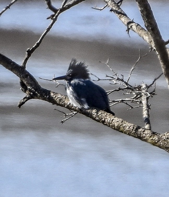 Belted Kingfisher - ML413240321