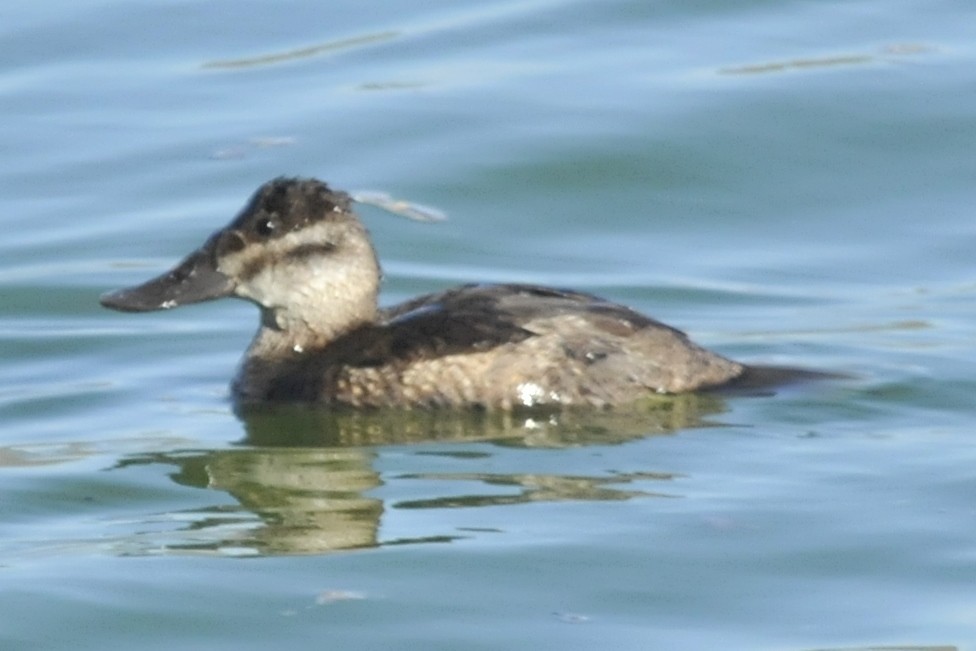 Ruddy Duck - ML41324051