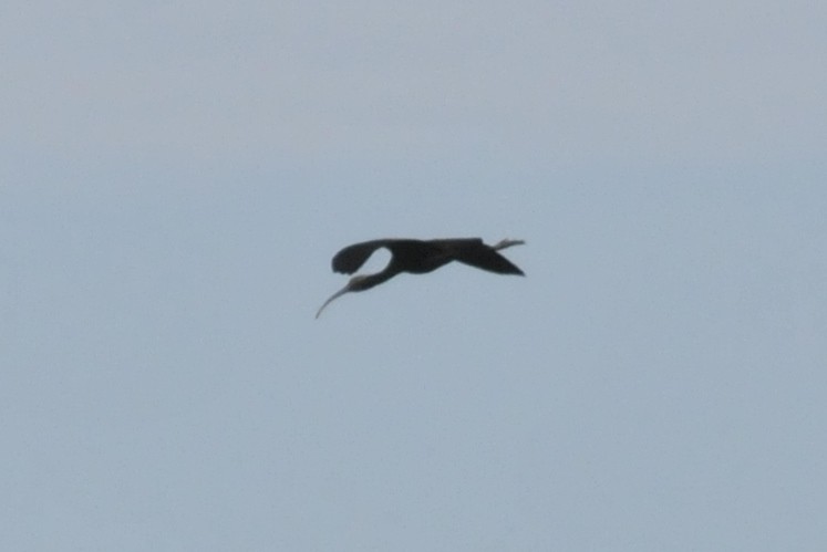 White-faced Ibis - ML41324151