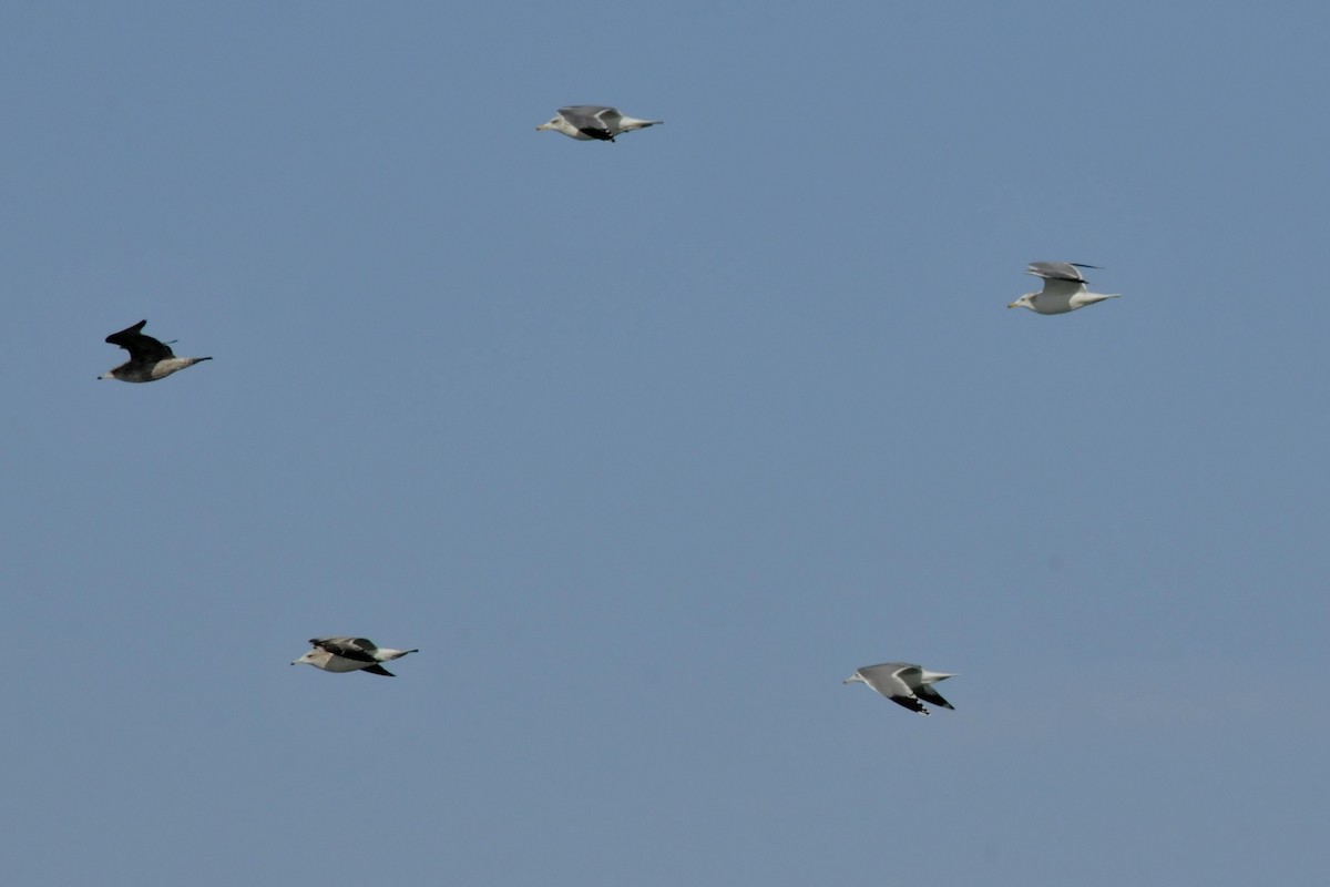 Gaviota Californiana - ML41324221