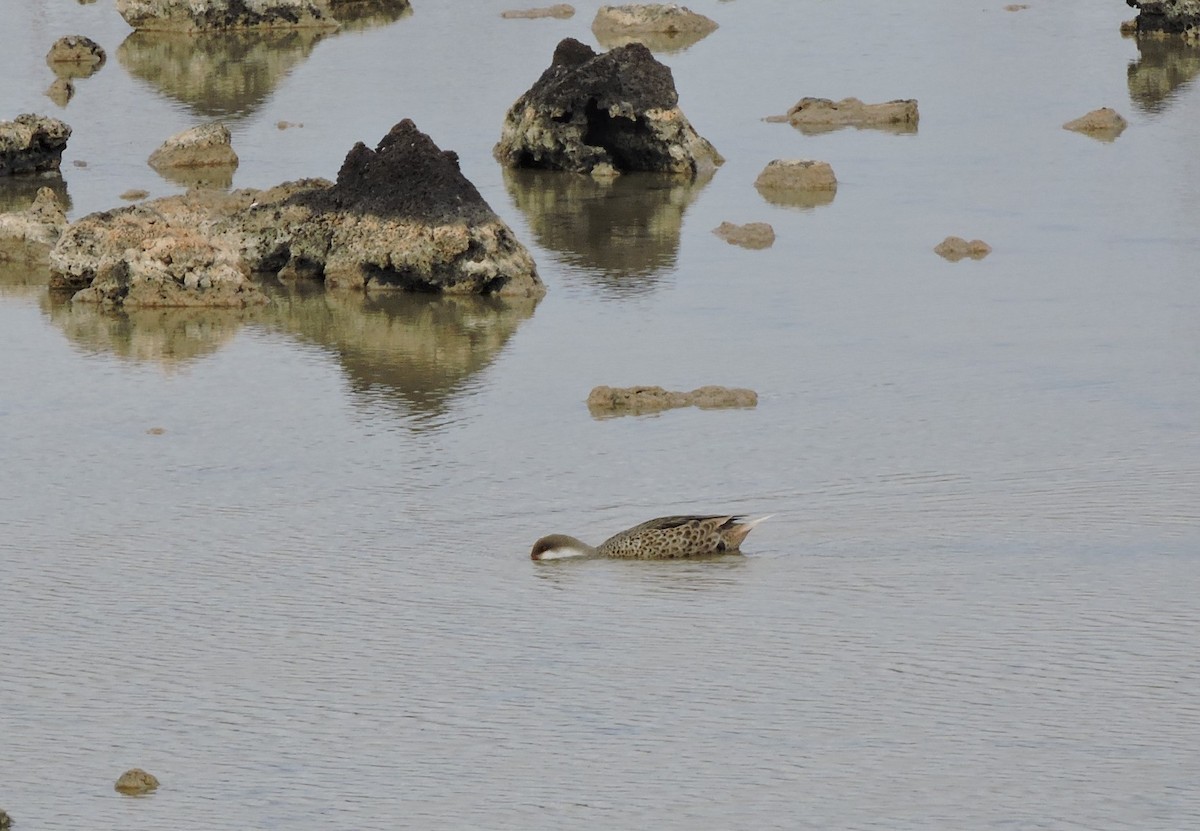 White-cheeked Pintail - ML413242861